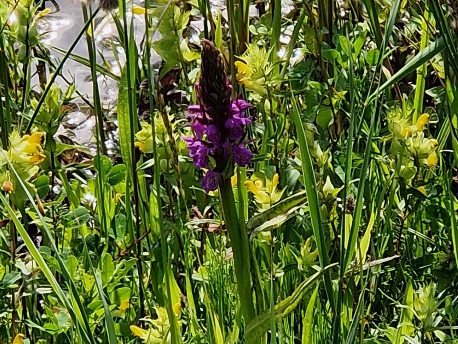 Duurzaamheidslezing Nieuwegein City natuurinclusief