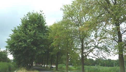 Bomen met iepenziekte zullen binnenkort gerooid worden