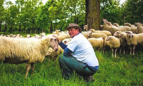 Kudde schapen dagelijks door Nieuwegein, maar wat zijn het voor schapen