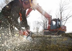 Bomen kappen om de omgeving veilig en gezond te houden