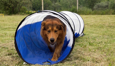 Leuke activiteiten met je hond in de omgeving van Nieuwegein