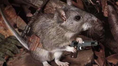 Arrestatieteam valt huis in Batau Noord binnen vanwege …… een muis