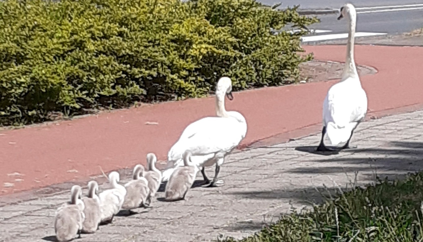 'Foto van de week' - De Digitale Stad Nieuwegein