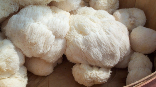 Extra concentratie door een paddenstoel, aldus de Traditionele Chinese Geneeskunde