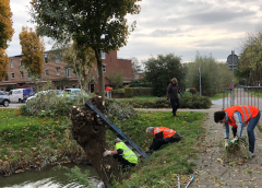 Snoeigroep Galecop start weer met het knotten van de bomen in de wijk