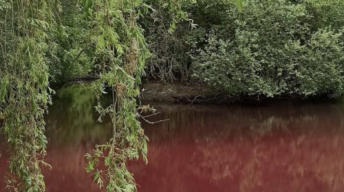 Mysterie opgelost: daarom kleurt water in park Oudegein plots van kleur