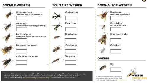 Inwoners van Nieuwegein worden uitgenodigd mee te doen aan wespentelling