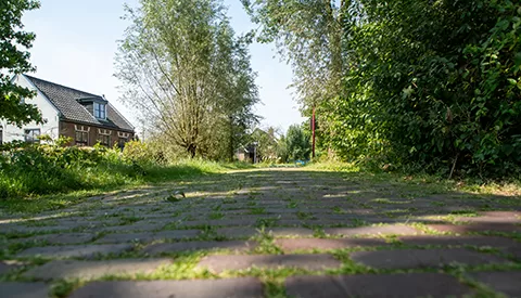 ‘De Randijk’