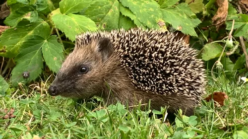 GroenLinks Nieuwegein vraagt aandacht voor dierenwelzijn