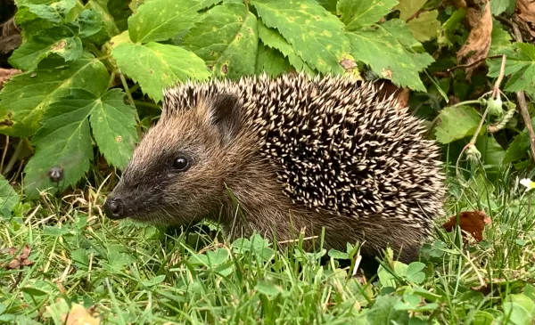 GroenLinks Nieuwegein vraagt aandacht voor dierenwelzijn