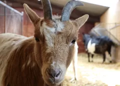 Vernieuwing Natuurkwartier: Kinderboerderij en MEC tijdelijk dicht, museum en molen blijven open