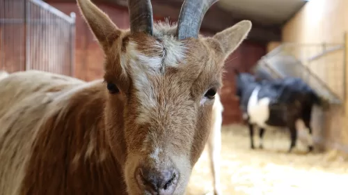 Vernieuwing Natuurkwartier: Kinderboerderij en MEC tijdelijk dicht, museum en molen blijven open