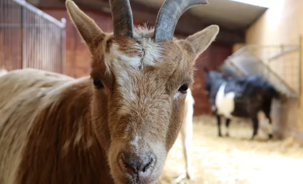 Vernieuwing Natuurkwartier: Kinderboerderij en MEC tijdelijk dicht, museum en molen blijven open