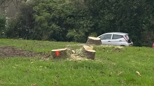 St. Antonius Ziekenhuis Nieuwegein kapt bomen, van herplanten lijkt weinig te komen