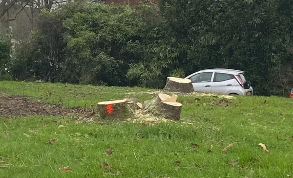 St. Antonius Ziekenhuis Nieuwegein kapt bomen, van herplanten lijkt weinig te komen