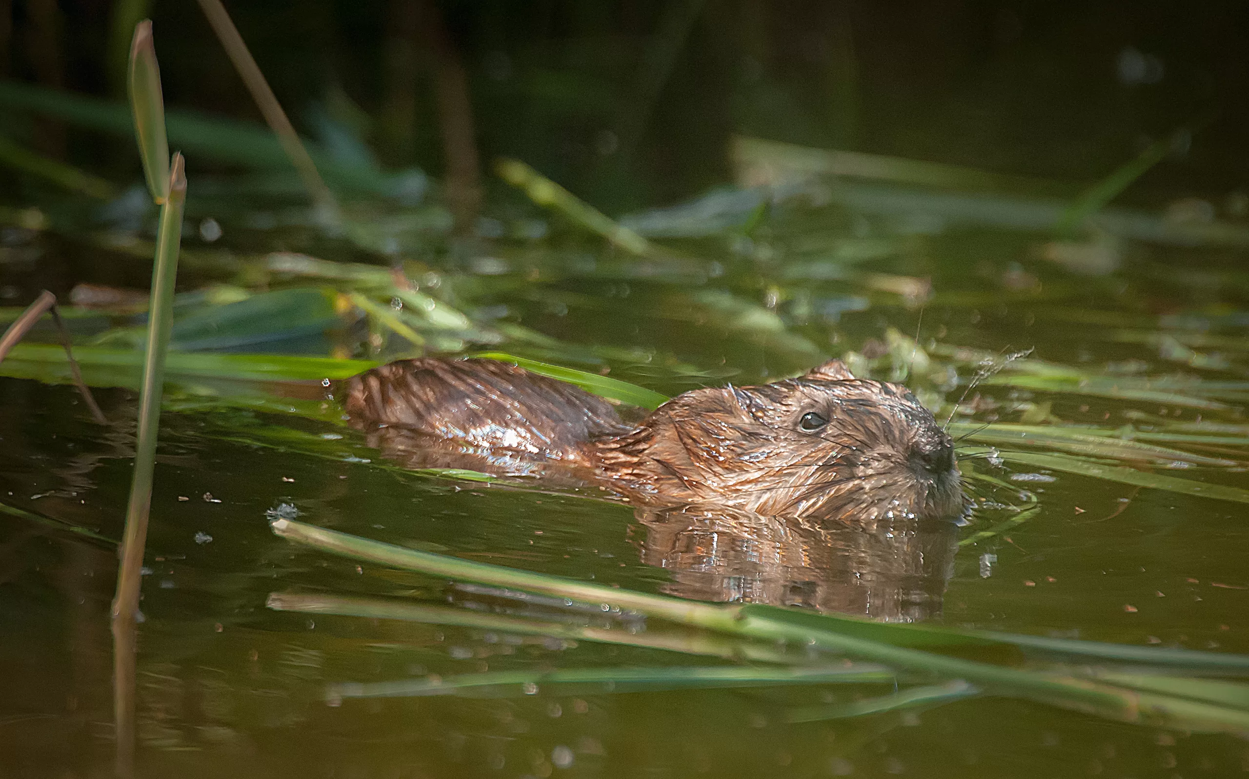 Meer muskusratten gevangen in West- en Midden-Nederland