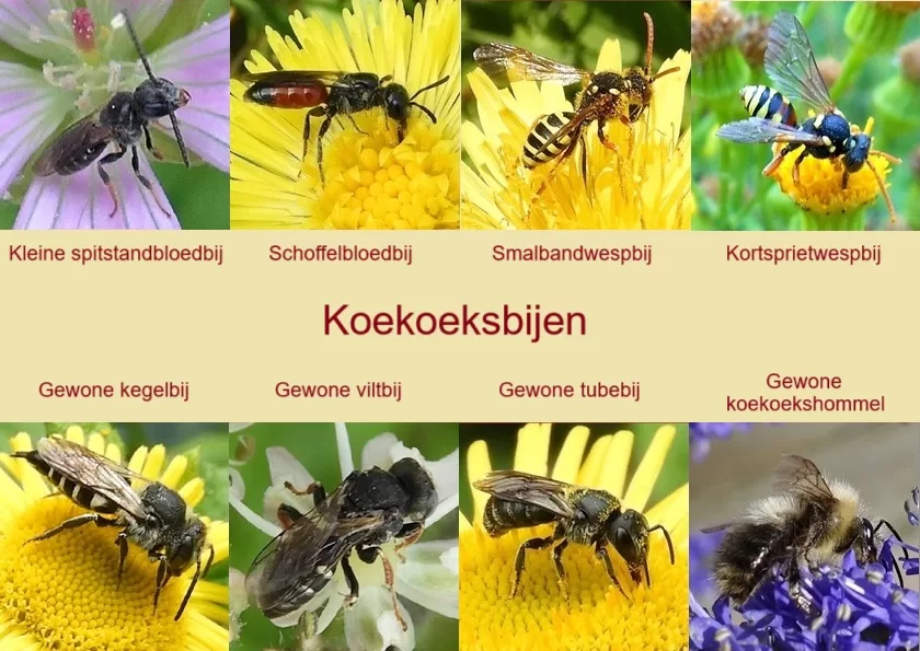 Koekoeksbijen